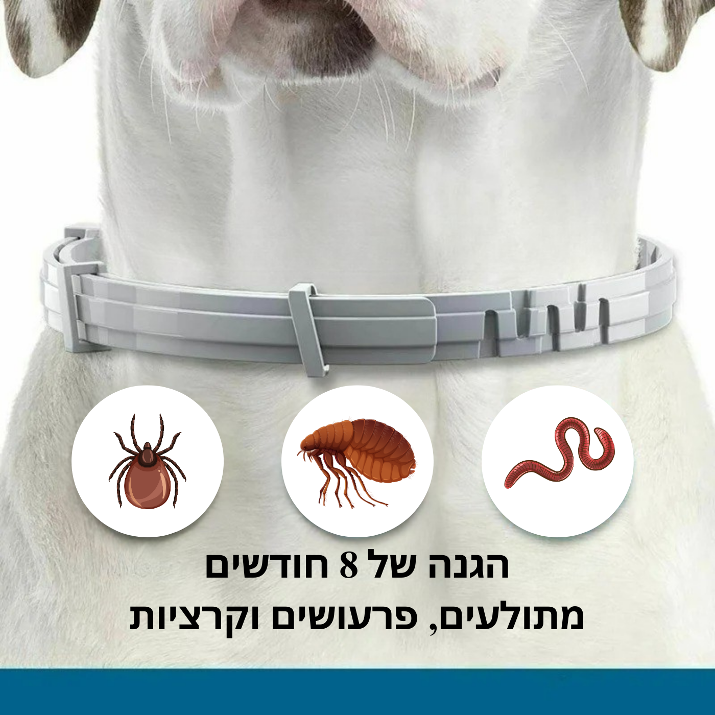 קולר רפואי נגד פרעושים וקרציות – הגנה טבעית ל-8 חודשים